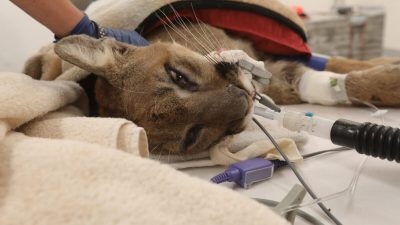 Ветеринары в Калифорнии не смогли спасти горного льва, застреленного полицейскими
