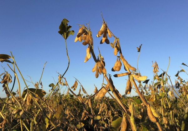 Трансгенные растения сои на северо-западе от Буэнос-Айреса, Аргентина, 10 апреля. Трансгенные растения сои, кукурузы и пшеницы, устойчивые к засухе и засолению, были созданы группой под руководством доктора Ракель Чан. (Juan Mabromata/AFP/Getty Images)