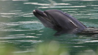В Японии на пляже дельфин покусал людей