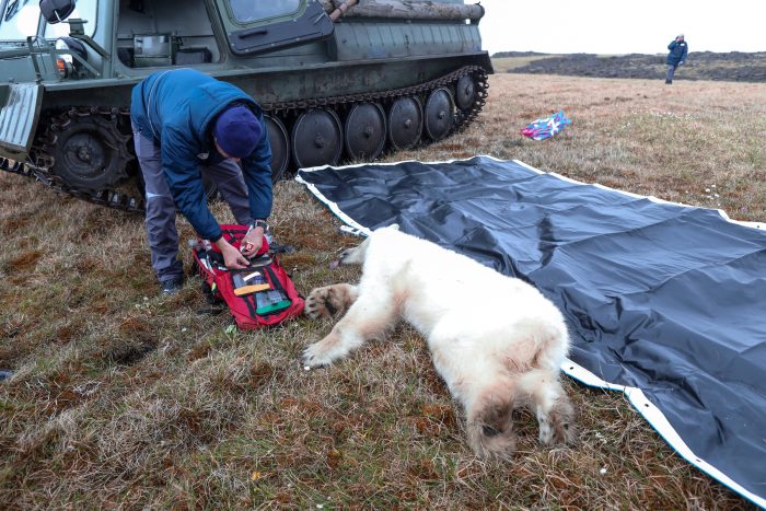 Детёныш белого медведя обратился за помощью к человеку, когда его язык застрял в консервной банке на севере России