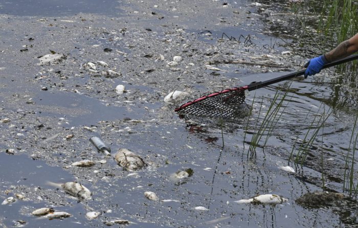 Массовая гибель рыбы в Одере остаётся неразрешённой загадкой