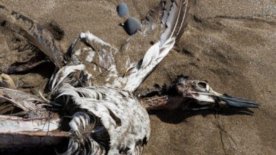 Тысячи мёртвых мигрирующих птиц выбросило на побережье Канады, подозревается птичий грипп