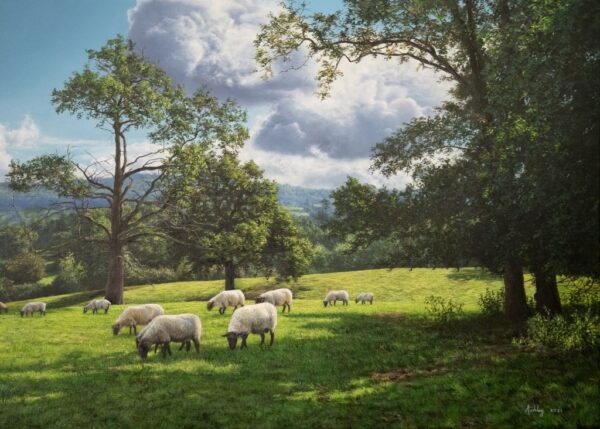 «Котсуолдские овцы» Эша Дэвиса. Масло на холсте; 61 см. на 71 см. (Любезно предоставлено Andrew Davis)