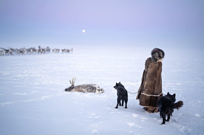 «Они последние»: редкие фотографии оленеводов, живущих в морозной арктической Сибири