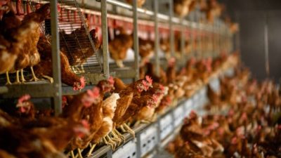 110 000 кур уничтожат после обнаружения птичьего гриппа на немецкой ферме