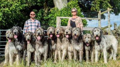 «Они очень любящие собаки»: Пара делит загородный дом с 10 огромными ирландскими волкодавами