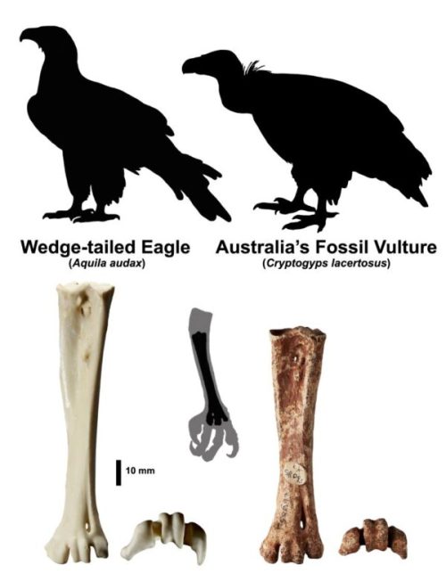 Учёные определили древний вид птиц через сто лет после раскопок