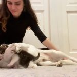 Любовь с первого взгляда: Скорбящая собака обнимает и целует спасённого котёнка во время их первой встречи