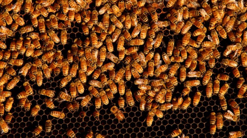 Пчёлы на сотах в Вуллумулу, Австралия, 14 мая 2021 года. (Lisa Maree Williams/Getty Images)  | Epoch Times Россия
