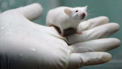 У потомства лабораторных крыс обнаружили пороки развития рёбер после вакцинации от COVID-19