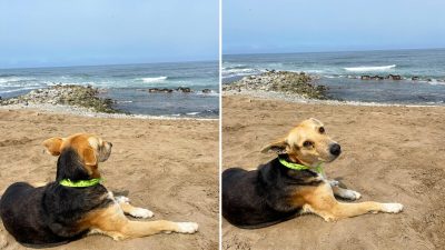 Трогательная история о собаке, сидящей в одиночестве и смотрящей на море: «Это разбило моё сердце»
