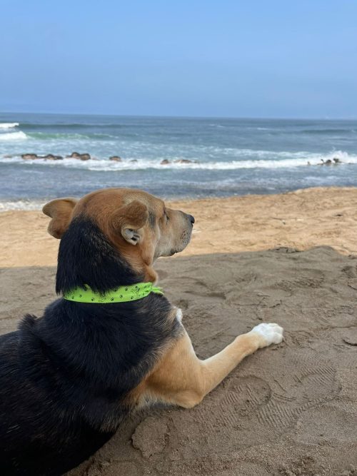 Трогательная история о собаке, сидящей в одиночестве и смотрящей на море: «Это разбило моё сердце»