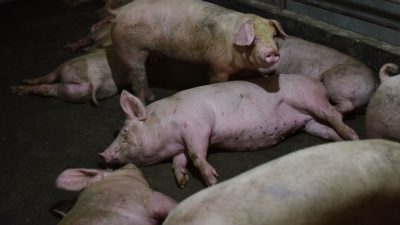 Нехватка кормов приводит к свиному каннибализму в Китае