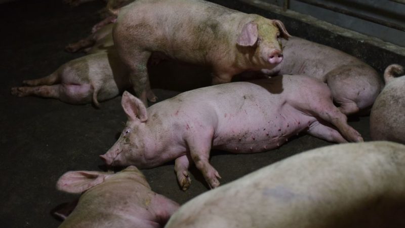 Свиньи в загоне на свиноферме в уезде Иян, провинция Хэнань, 10 августа 2018 года. (Greg Baker/AFP/Getty Images)  | Epoch Times Россия