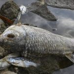 Массовая гибель рыбы в Одере остаётся неразрешённой загадкой