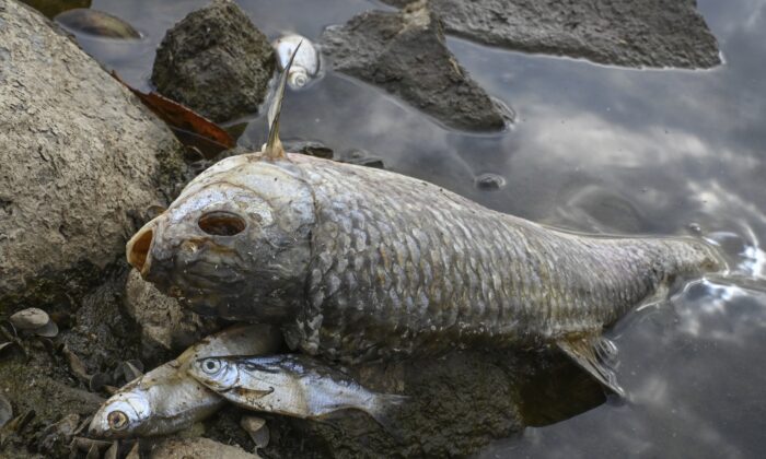  Мёртвая рыба лежит на берегу реки Одер, пограничной между Германией и Польшей, в Лебусе, восточная Германия, 13 августа 2022 года. (Patrick Pleul/dpa via AP) | Epoch Times Россия