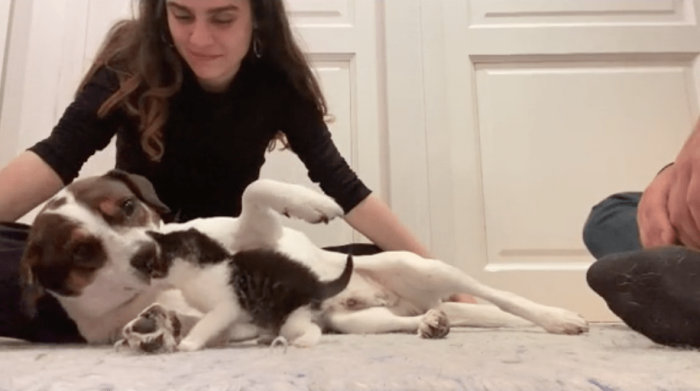 Любовь с первого взгляда: Скорбящая собака обнимает и целует спасённого котёнка во время их первой встречи