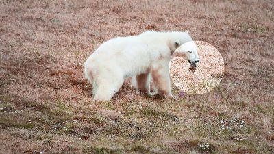 Детёныш белого медведя обратился за помощью к человеку, когда его язык застрял в консервной банке на севере России