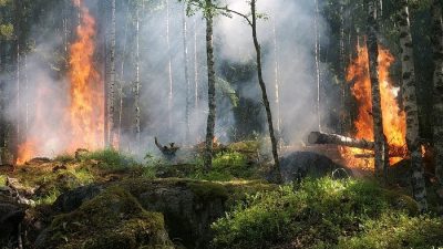 Рязанские чиновники скрыли реальную площадь пожаров в области