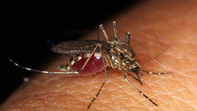 На Кубе растёт число заболевших лихорадкой денге