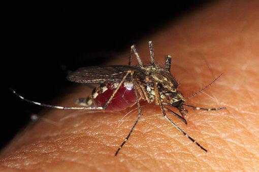 Лихорадка Денге передаётся при укусе заражённых комаров. Фото: pixabay.com/photos/Public Domain CC0 1.0 | Epoch Times Россия