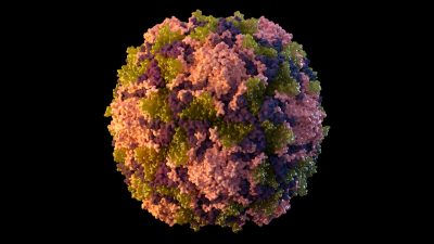 Вирус полиомиелита обнаружен в сточных водах Нью-Йорка
