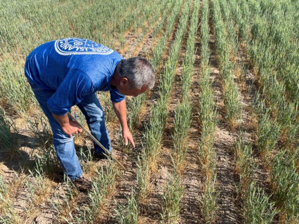 Фермер Гэри Миллершаски осматривает озимую пшеницу, засохшую из-за засухи, недалеко от Сиракуз, штат Канзас, 18 мая 2022 года. (Julie Ingwersen/Reuters)