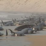 Тасманская загадка: более 200 чёрных дельфинов выбросились на берег в Австралии. Есть ли выжившие?