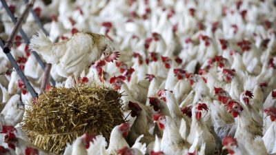 Швейцарцы отклонили инициативу по запрету индустриального животноводства