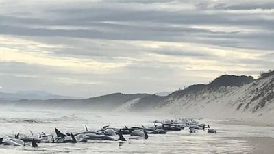 Новая техника спасения китов: 32 кита-лоцмана вернули в океан после массового выброса на побережье Тасмании