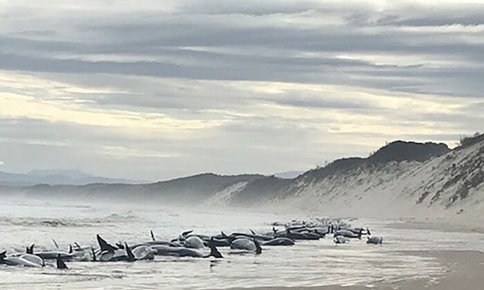 Новая техника спасения китов: 32 кита-лоцмана вернули в океан после массового выброса на побережье Тасмании