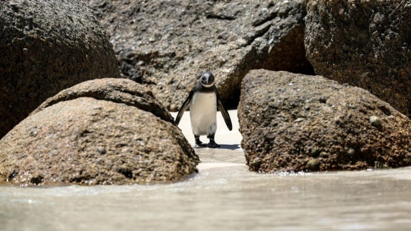 Находящийся под угрозой исчезновения африканский пингвин на пляже Боулдерс недалеко от Кейптауна, ЮАР, 22 октября 2020 г. (Sumaya Hisham/Reuters) | Epoch Times Россия