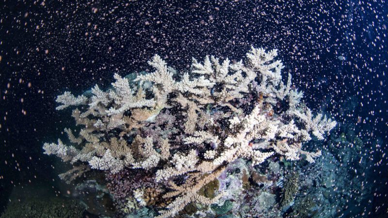 Кораллы оплодотворяют миллиарды потомков, выбрасывая сперму и яйца в Тихий океан у прибрежного города Кэрнс штата Квинсленд, Австралия, 23 ноября 2021 года. (Gabriel Guzman/Calypso Productions via AP) | Epoch Times Россия