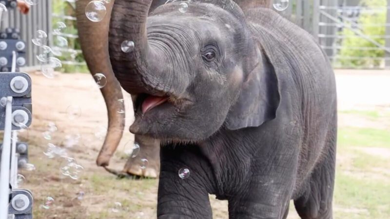 Слонёнок хоботом ловит мыльные пузыри — это универсально мило. (Courtesy of Fort Worth Zoo)
 | Epoch Times Россия