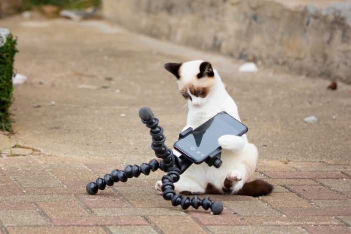 Потрясающие юмористические фотографии домашних животных — финалистов конкурса