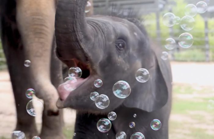Слонёнок с увлечением ловит хоботом мыльные пузыри