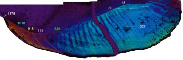 Тонкий срез зуба афропитека возрастом 17 млн лет, освещённый поляризованным светом, показывает прогрессивный рост (справа налево). Мы еженедельно брали микропробы изотопов кислорода в течение трёх лет или 1148 дней в этом зубе. (Tanya M. Smith)