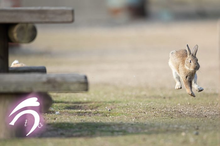 Кунг-фу кролики: они выглядят как бойцы из боевика