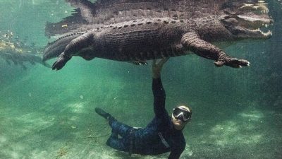 Во Флориде есть место, где можно поплавать с аллигаторами и не быть «съеденным»