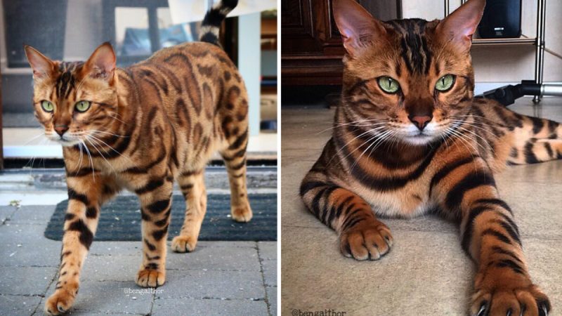 Голова тигра и тело леопарда. Но это потрясающий бенгальский кот! (Courtesy of ﻿Rani Cucicov) | Epoch Times Россия