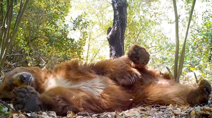 На камеру попал медведь, готовящий себе постель и дремлющий в лесу в течение 4 часов