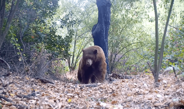 На камеру попал медведь, готовящий себе постель и дремлющий в лесу в течение 4 часов