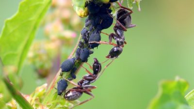 Осы переложили заботы о своём потомстве на муравьёв
