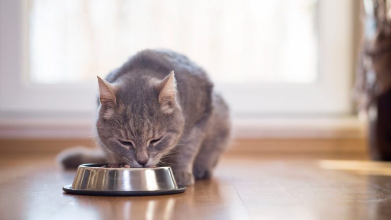 Если ваша кошка потеряла аппетит, то важно записаться на приём к ветеринару, чтобы выяснить причину. Impact Photography/Shutterstock
 | Epoch Times Россия