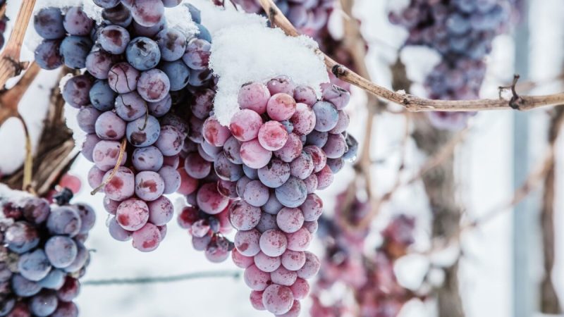 Ледяное вино: неуловимый эликсир, который начинается с замороженного винограда