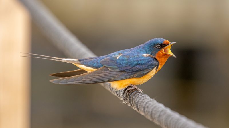 Восторг птицеводов: осенняя миграция в Висконсине