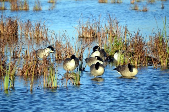 Восторг птицеводов: осенняя миграция в Висконсине