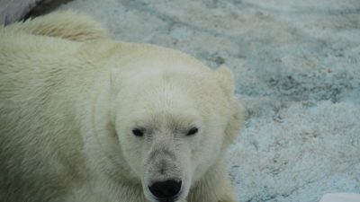 Белую медведицу с Таймыра в тяжёлом состоянии доставили в Москву