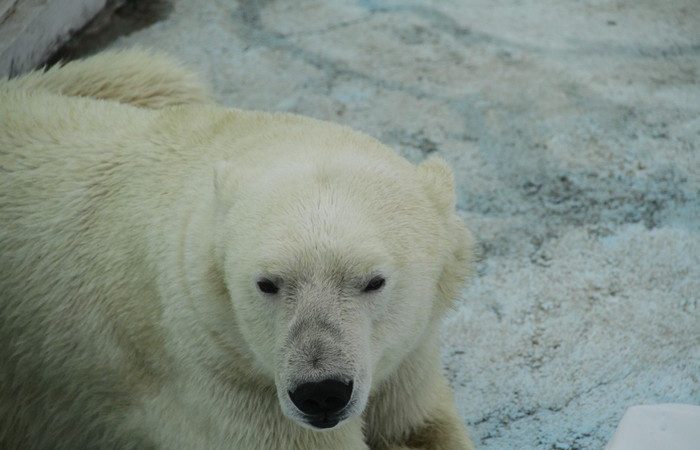 Белую медведицу с Таймыра в тяжёлом состоянии доставили в Москву.(pxhere.com/СС0) | Epoch Times Россия