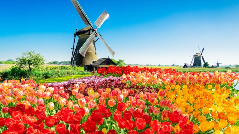 Цветущие тюльпаны и ветряные мельницы в Киндердейке, Нидерланды. (Neirfy/Shutterstock)
 | Epoch Times Россия